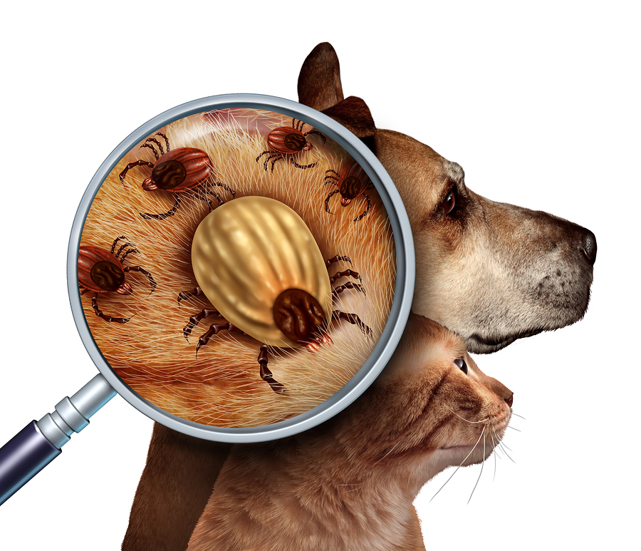 Zecken sind für Hund und Katze eine reale Gefahr. Schützen Sie Ihr Tier mit einem Zeckenschutz Halsband. Für Hunde haben sich die hochwirksamen Produkte von Scalibor bewährt. Foto: digitalista / Bigstock