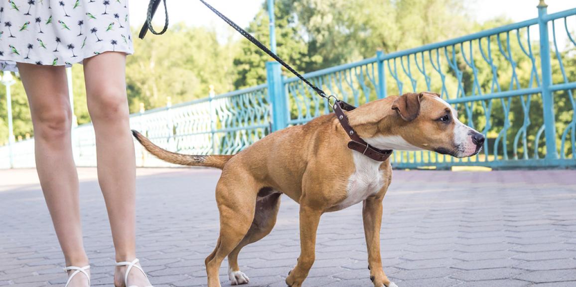 Hundeleine – Finden Sie die perfekte Leine für Ihren Hund!